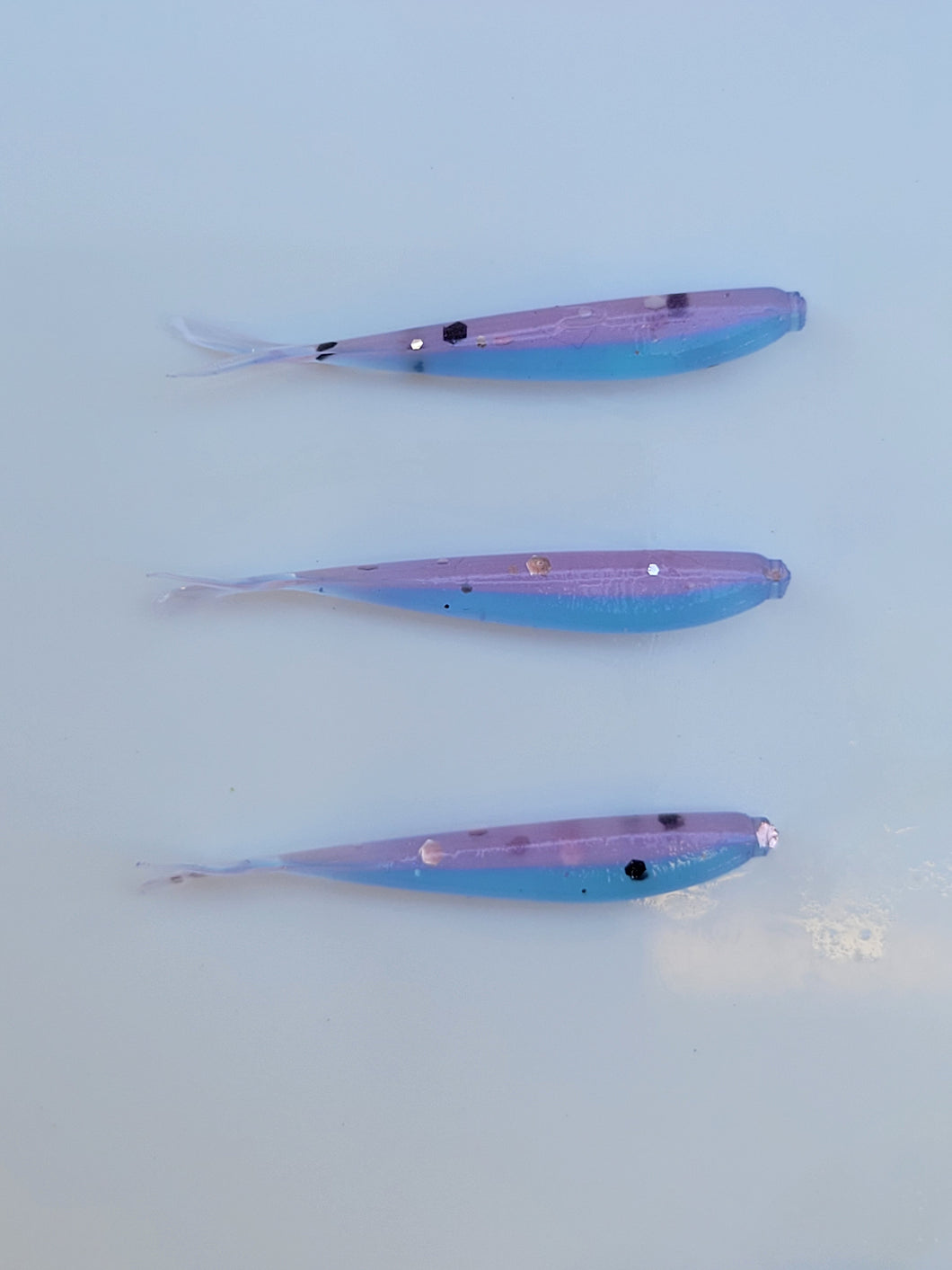Minnows-Cotton Candy 1
