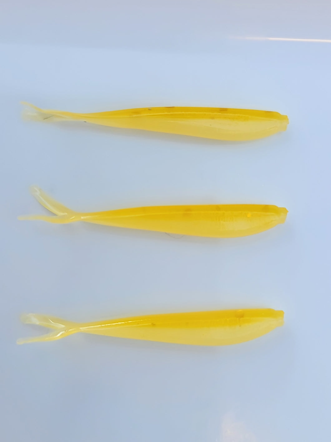 Minnows-Yellow N White 1